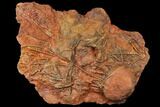 Silurian Fossil Crinoid (Scyphocrinites) Plate - Morocco #134259-1